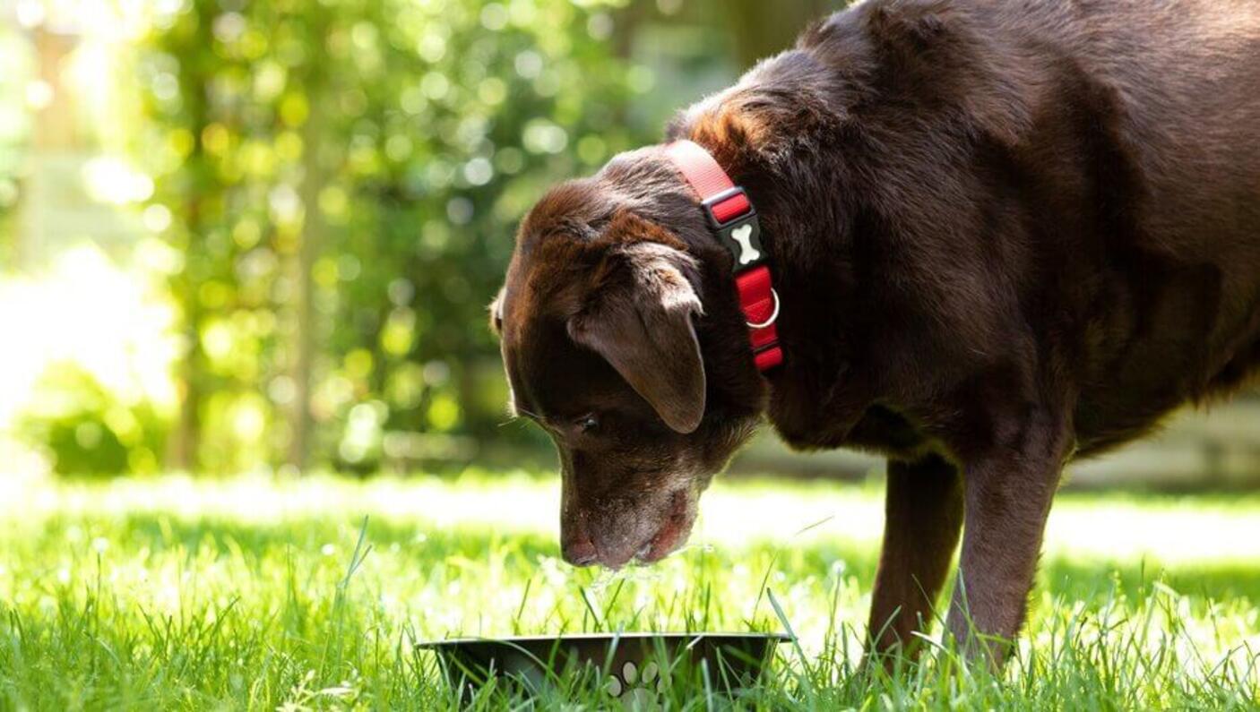 Dog staring into bowl