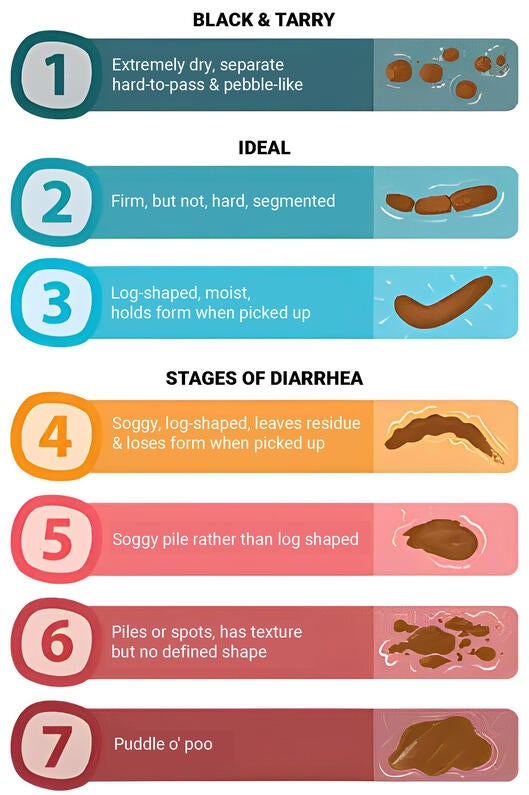 Dog Poop Consistency chart