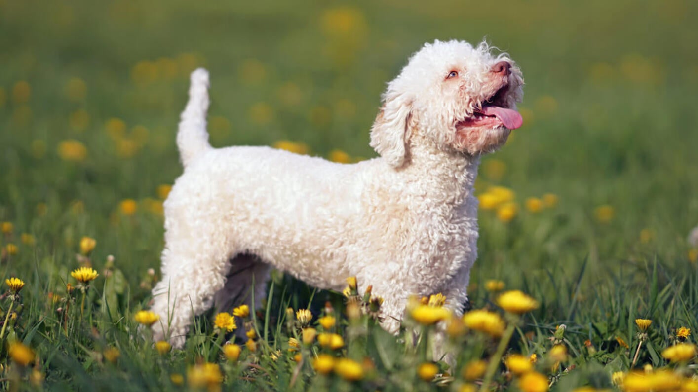 Lagotto Romagnolo in the field