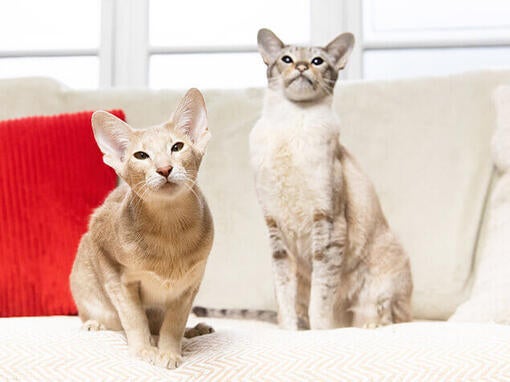 Two cats sat on sofa